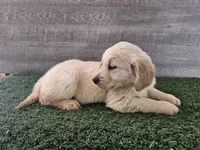 Cherry, a female Golden Retriever for sale in Monroe, WA – 2 of 8