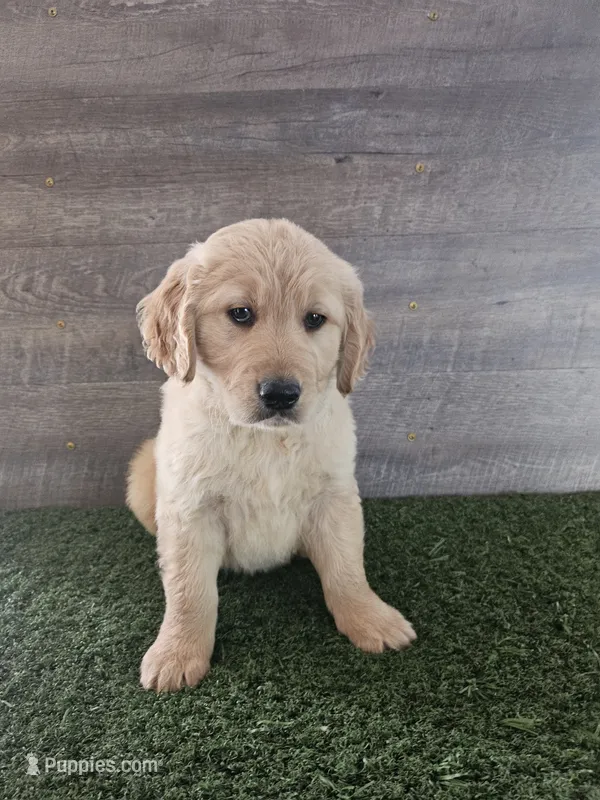 Orange  – Golden Retriever puppy for sale in Monroe, WA