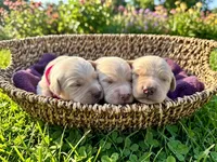 Orange , a female Golden Retriever for sale in Monroe, WA – 5 of 10