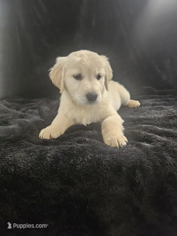 Cherry – Golden Retriever puppy for sale in Monroe, WA