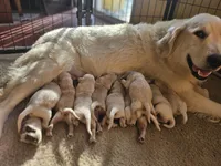 Cherry, a female Golden Retriever for sale in Monroe, WA – Photo 7 of 7