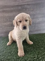 Orange , a female Golden Retriever for sale in Monroe, WA – 9 of 10