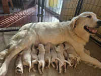 Orange , a female Golden Retriever for sale in Monroe, WA – 4 of 10