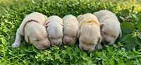 Cherry, a female Golden Retriever for sale in Monroe, WA – 7 of 8