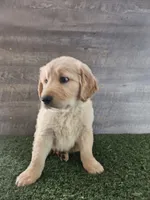 Orange , a female Golden Retriever for sale in Monroe, WA – 10 of 10