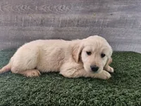 Cherry, a female Golden Retriever for sale in Monroe, WA – 3 of 8