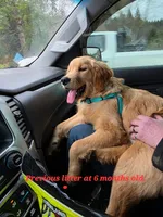 Apple , a male Golden Retriever for sale in Monroe, WA – Photo 5 of 10