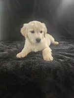 Apple , a male Golden Retriever for sale in Monroe, WA – Photo 9 of 10