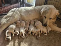 Apple , a male Golden Retriever for sale in Monroe, WA – Photo 9 of 9