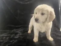 Apple , a male Golden Retriever for sale in Monroe, WA – Photo 7 of 10