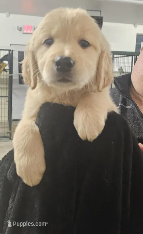 Apple , a male Golden Retriever for sale in Monroe, WA – Photo 1 of 9