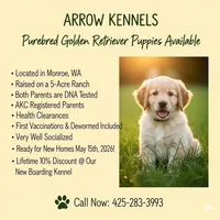 Apple , a male Golden Retriever for sale in Monroe, WA – Photo 1 of 10