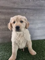 Orange , a female Golden Retriever for sale in Monroe, WA – 3 of 10