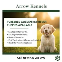 Orange , a female Golden Retriever for sale in Monroe, WA – Photo 1 of 5