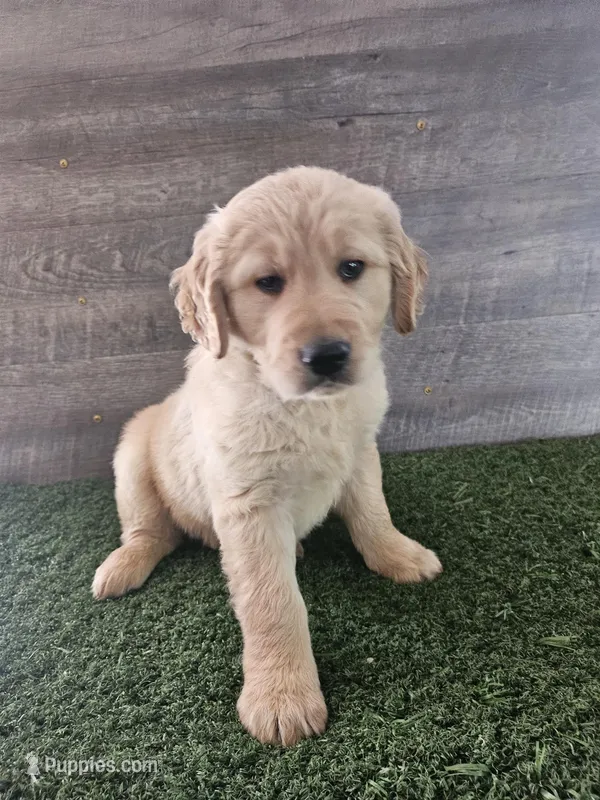 Orange , a female Golden Retriever for sale in Monroe, WA – Photo 1 of 4