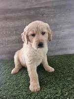 Orange , a female Golden Retriever for sale in Monroe, WA – Photo 2 of 5