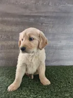 Mango , a male Golden Retriever for sale in Monroe, WA – Photo 2 of 8