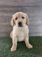 Mango , a male Golden Retriever for sale in Monroe, WA – Photo 4 of 8