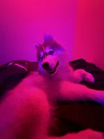 Caleb, a male Siberian Husky for sale in Vernon Hills, IL – 2 of 6
