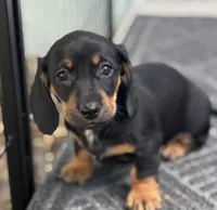 Bonnie, a female Dachshund for sale in Safety Harbor, FL – Photo 2 of 4