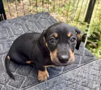 Bonnie, a female Dachshund for sale in Safety Harbor, FL – Photo 4 of 4