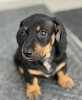 Bonnie, a female Dachshund for sale in Safety Harbor, FL – Photo 1 of 4