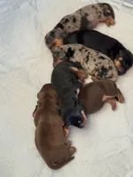 Sadie, a female Miniature Dachshund for sale in Safety Harbor, FL – Photo 3 of 4