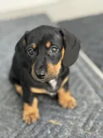 Sadie, a female Miniature Dachshund for sale in Safety Harbor, FL – Photo 4 of 4