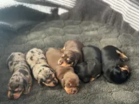 Sadie, a female Miniature Dachshund for sale in Safety Harbor, FL – Photo 2 of 4