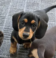 Bear, a male Miniature Dachshund for sale in Safety Harbor, FL – Photo 2 of 6