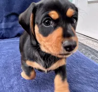 Bear, a male Miniature Dachshund for sale in Safety Harbor, FL – Photo 3 of 6