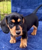 Bear, a male Miniature Dachshund for sale in Safety Harbor, FL – Photo 1 of 6