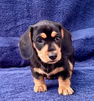 Bear, a male Miniature Dachshund for sale in Safety Harbor, FL – Photo 5 of 6