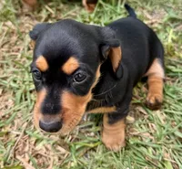 Clyde, a male Dachshund for sale in Safety Harbor, FL – Photo 4 of 6