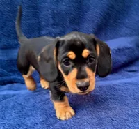 Clyde, a male Dachshund for sale in Safety Harbor, FL – Photo 2 of 6