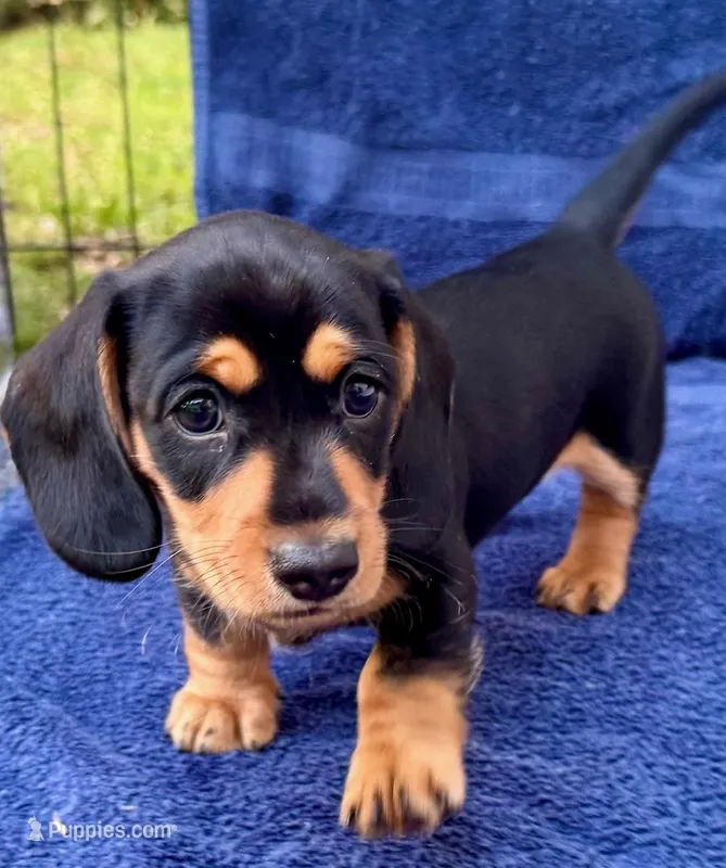 Clyde – Dachshund puppy for sale in Safety Harbor, FL