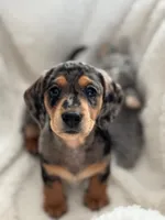 Princess, a female Miniature Dachshund for sale in Safety Harbor, FL – Photo 2 of 3