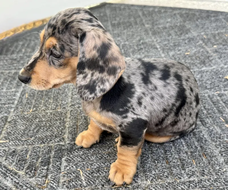 Princess – Miniature Dachshund puppy for sale in Safety Harbor, FL