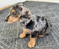 Princess, a female Miniature Dachshund for sale in Safety Harbor, FL – Photo 1 of 3