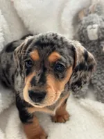 Princess, a female Miniature Dachshund for sale in Safety Harbor, FL – Photo 3 of 3