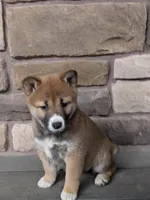 Sally , a female Shiba Inu for sale in Red Creek, NY – Photo 2 of 2