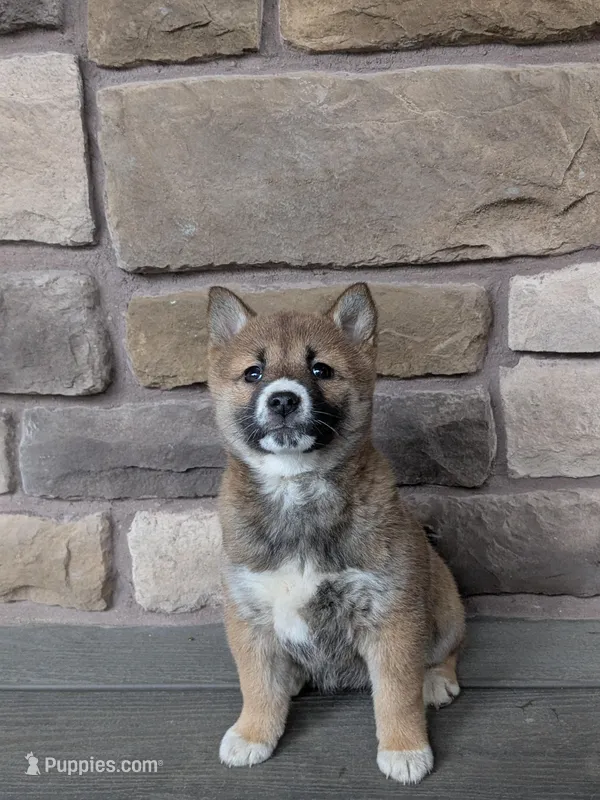 Sally  – Shiba Inu puppy for sale in Red Creek, NY