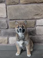 Sally , a female Shiba Inu for sale in Red Creek, NY – Photo 1 of 2