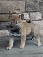 Milly, a female Shiba Inu for sale in Red Creek, NY – Photo 2 of 2