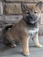 Milly, a female Shiba Inu for sale in Red Creek, NY – Photo 1 of 2