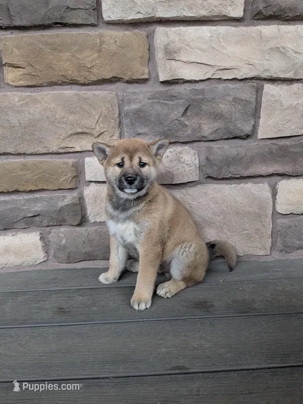 Buster  – Shiba Inu puppy for sale in Red Creek, NY