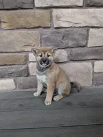 Buster , a male Shiba Inu for sale in Red Creek, NY – Photo 1 of 2
