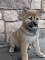 Buster , a male Shiba Inu for sale in Red Creek, NY – Photo 2 of 2
