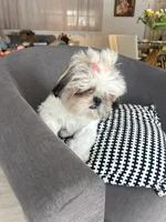 Elsa, a female Shih Tzu for sale in Miami, FL – 3 of 3