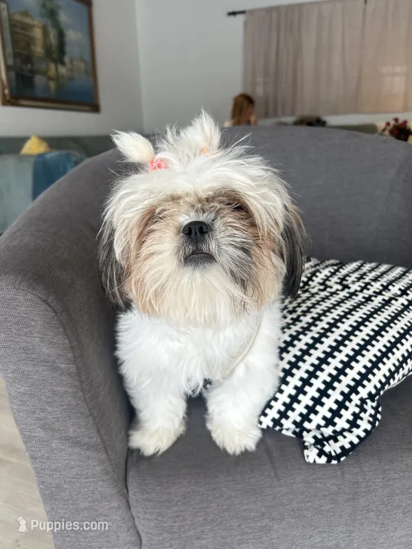Elsa – Shih Tzu puppy for sale in Miami, FL
